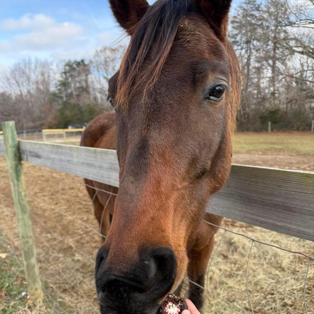 Enlarge Buddy, a Adoptable Quarterhorse in Stokesdale, NC image 1/3