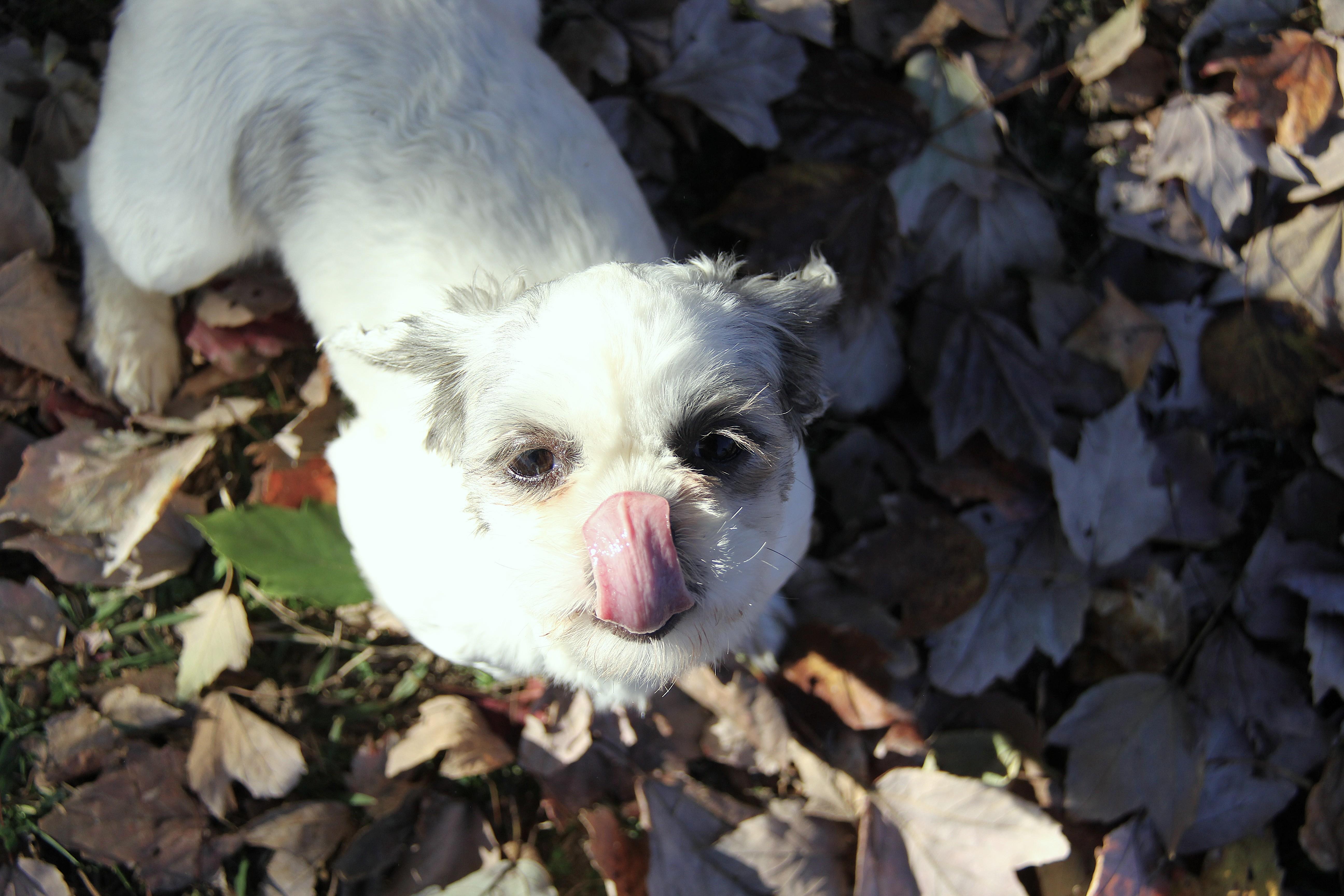 Enlarge Pippa, an adopted Shih Tzu in Monroe, NC image 2/3