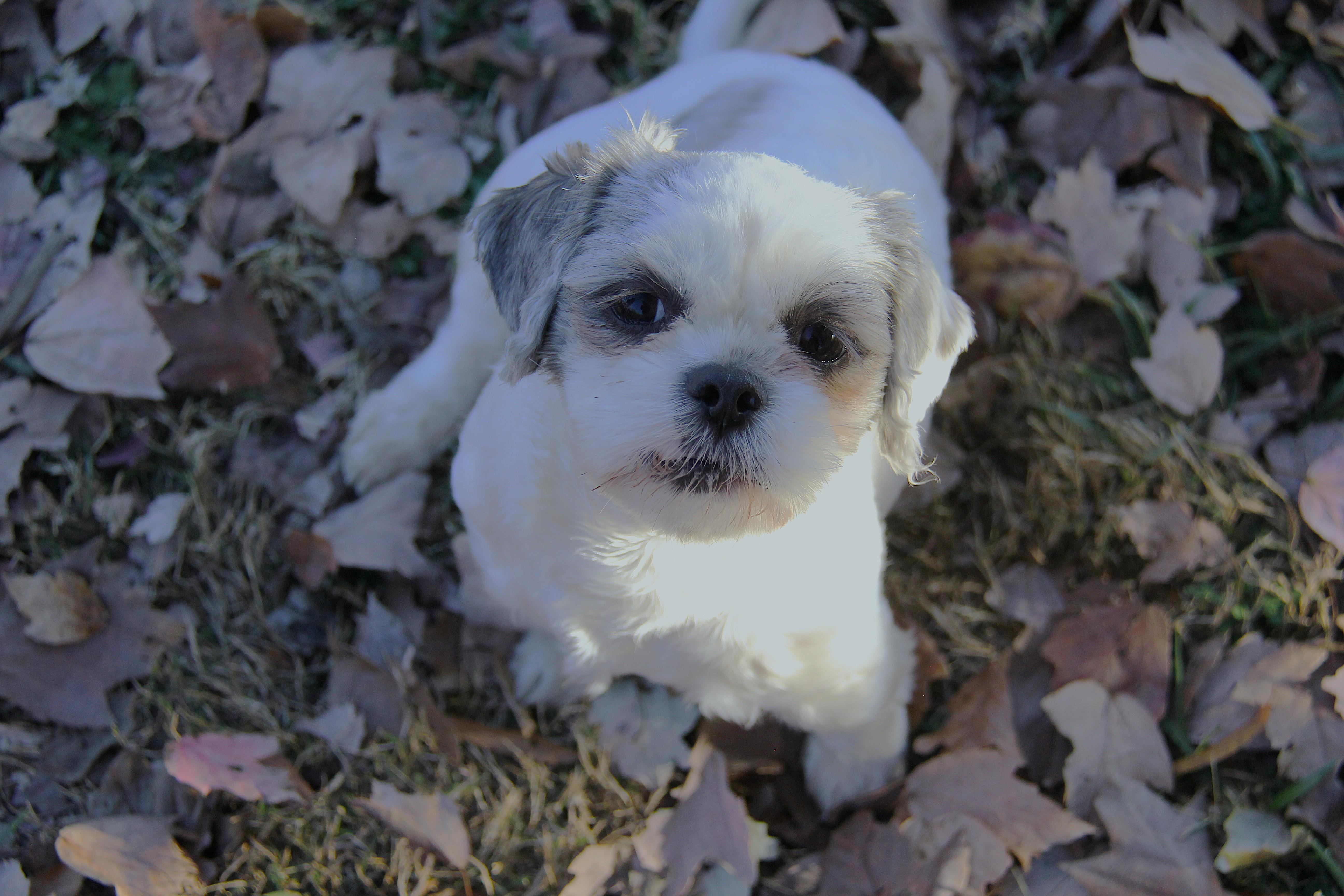 Pippa, Adoptable, Puppy Female Shih Tzu.