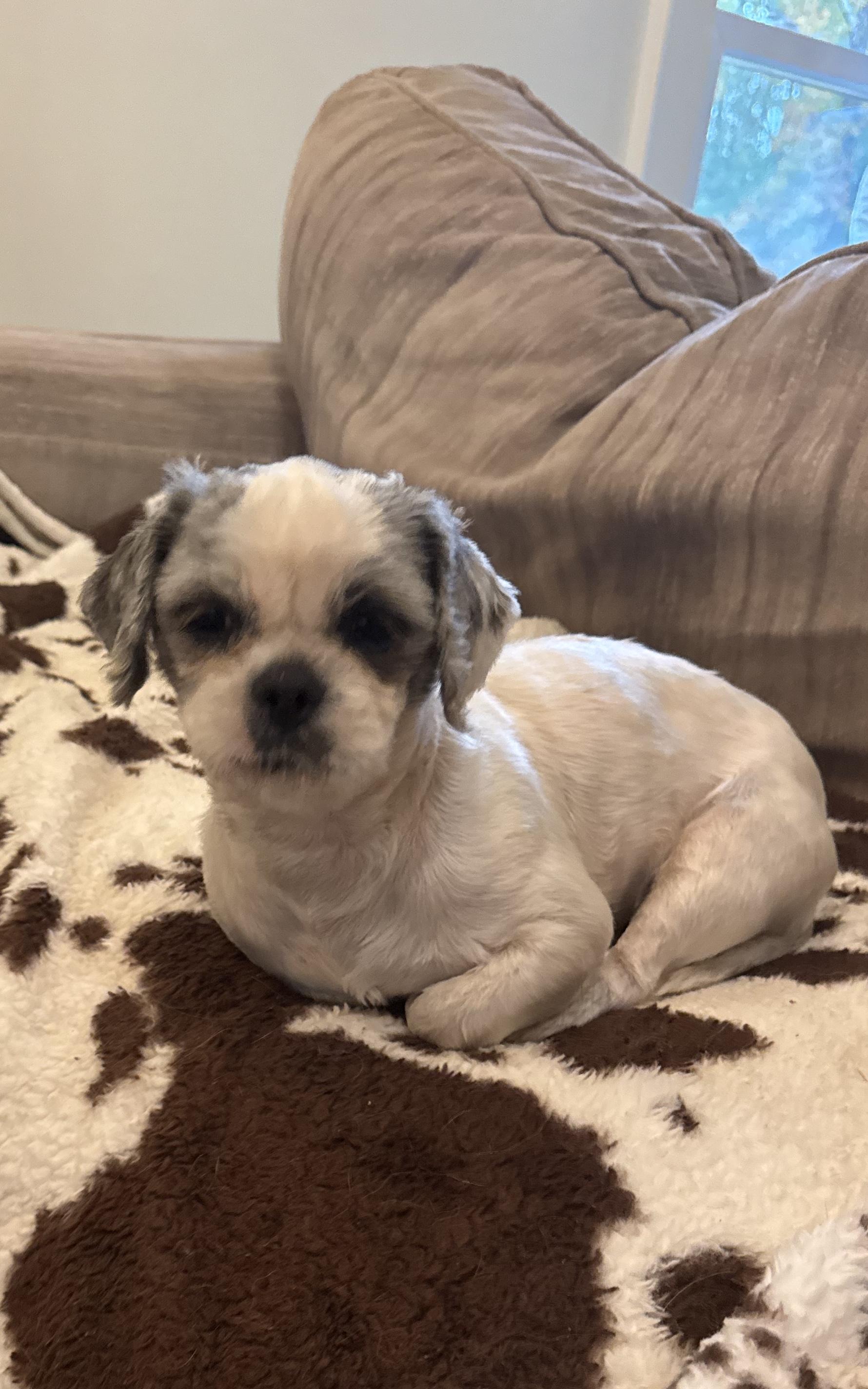 Enlarge Pippa, an adopted Shih Tzu in Monroe, NC image 3/3