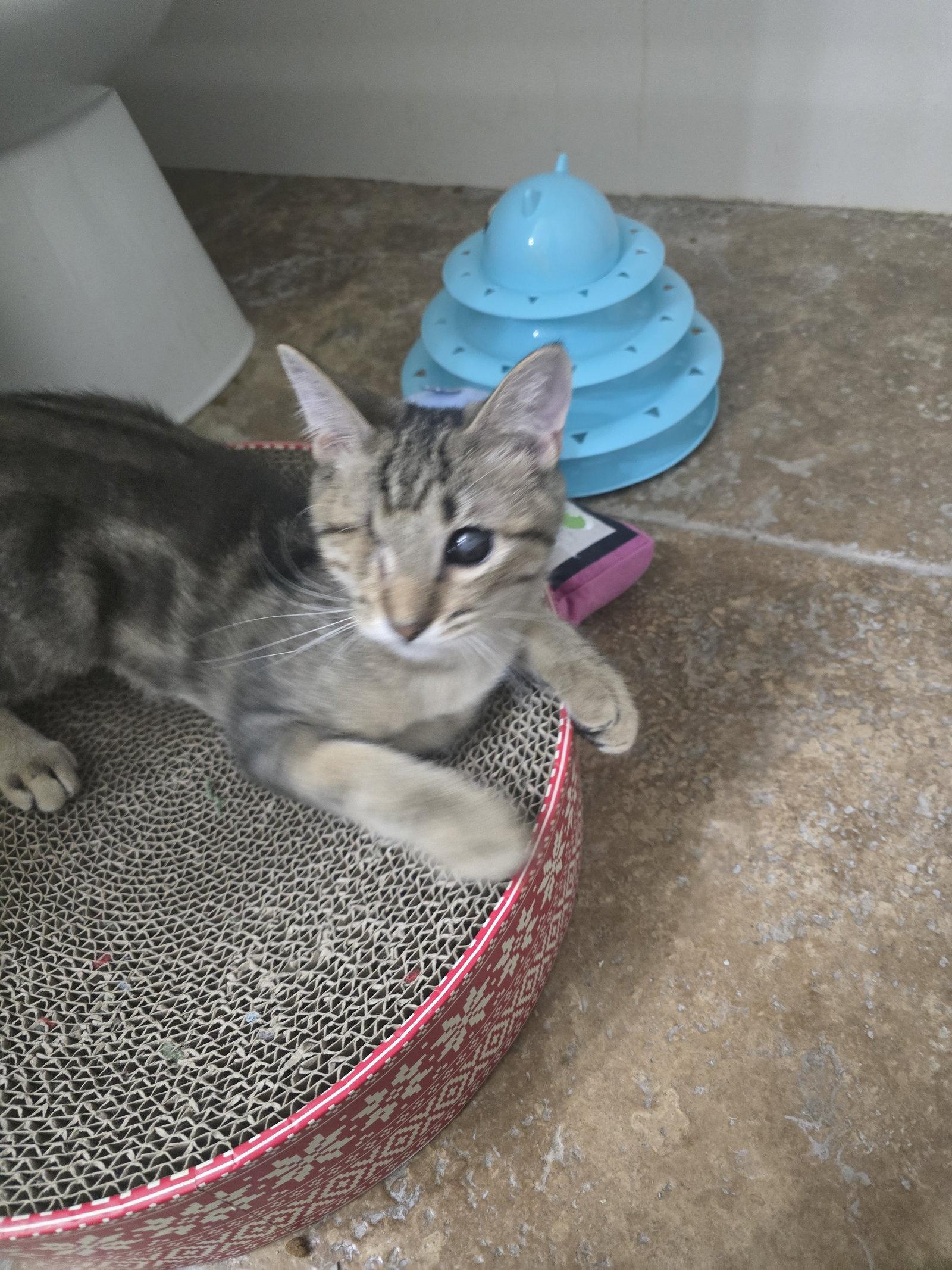 Foxy, Adoptable, Young Male Domestic Short Hair.