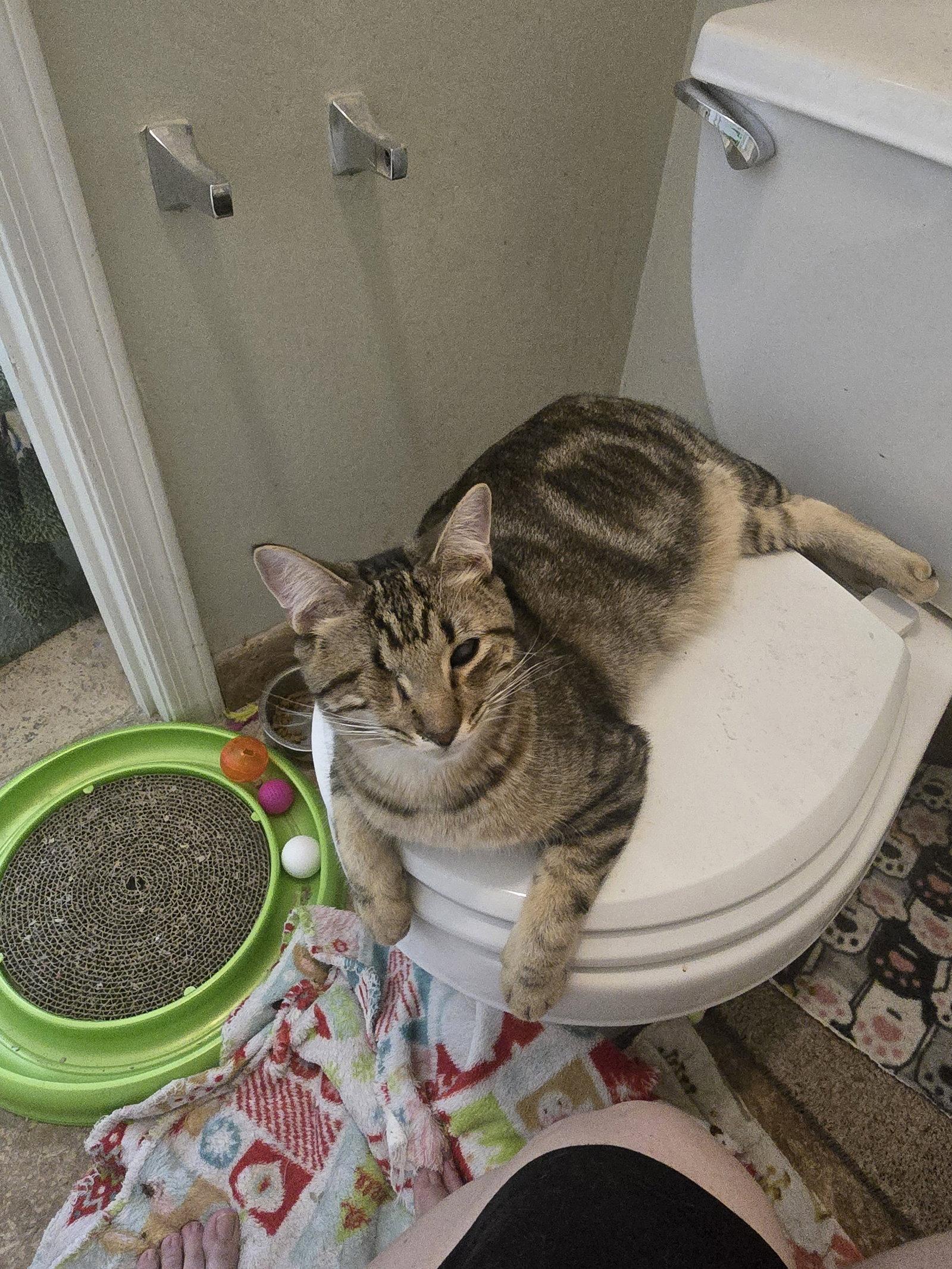 Foxy, a Adoptable Domestic Short Hair in Glendale, AZ image 1/3