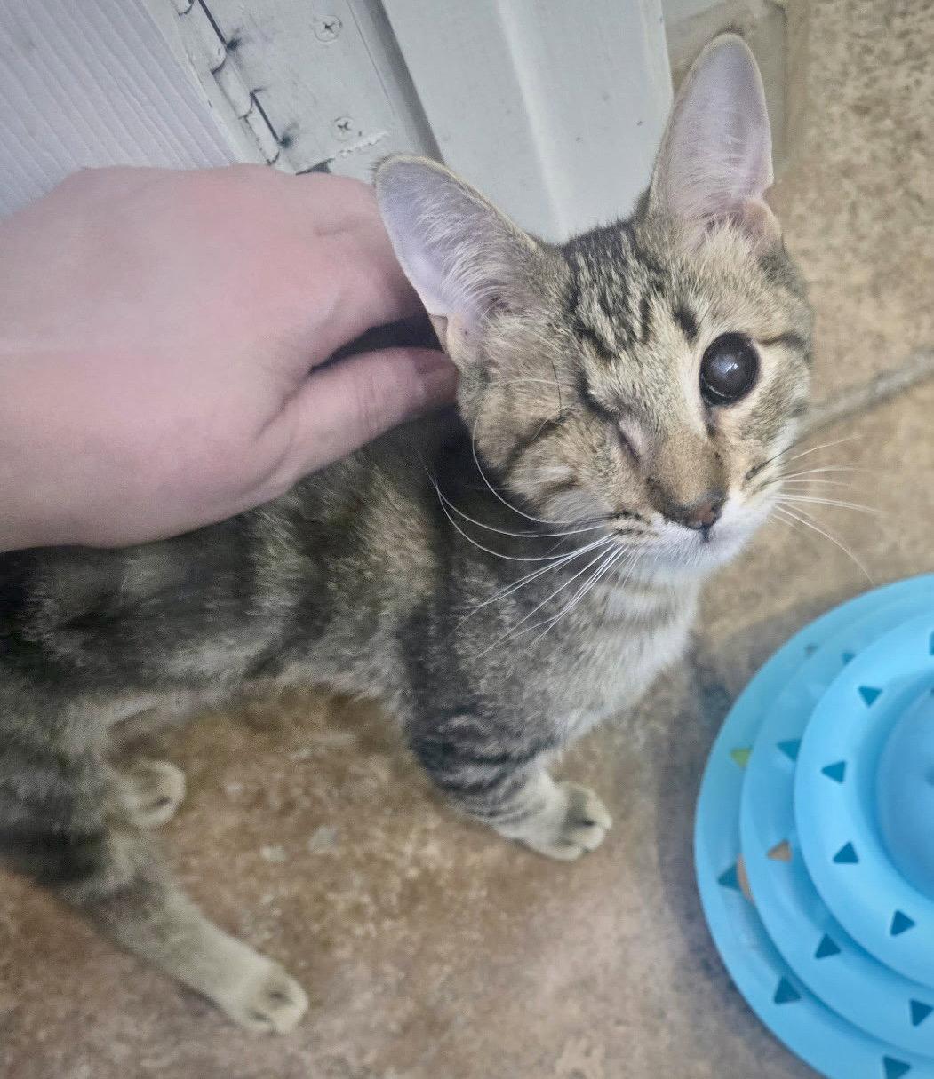 Enlarge Foxy, a Adoptable Domestic Short Hair in Glendale, AZ image 2/3