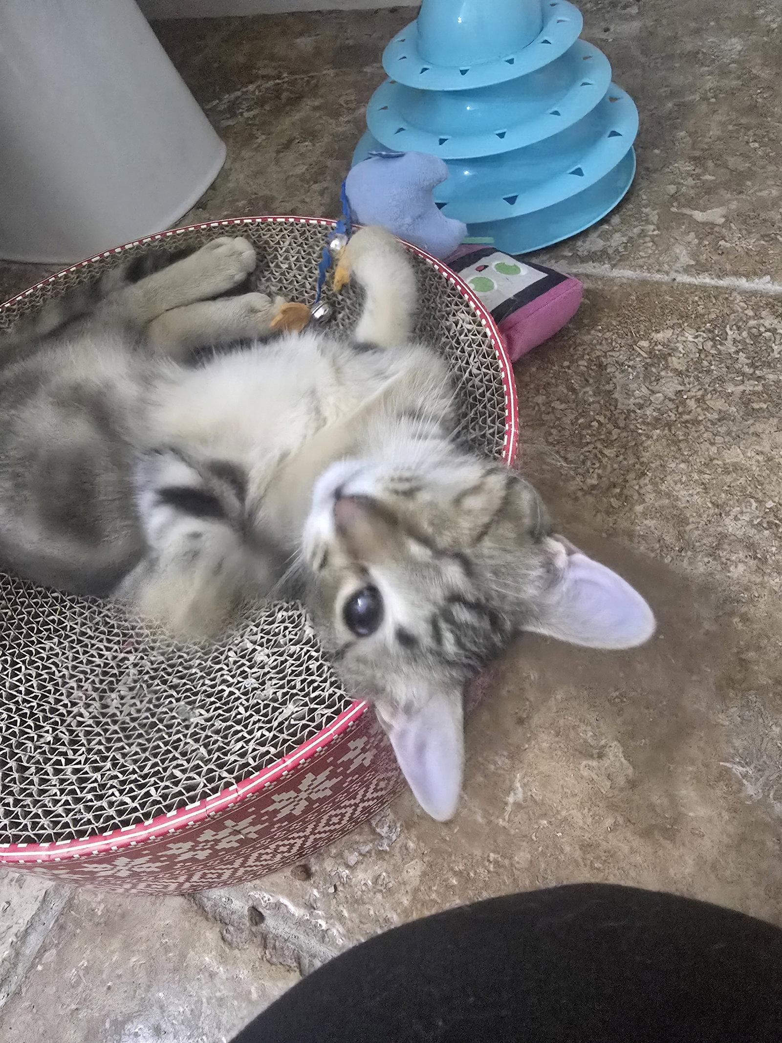 Enlarge Foxy, a Adoptable Domestic Short Hair in Glendale, AZ image 3/3