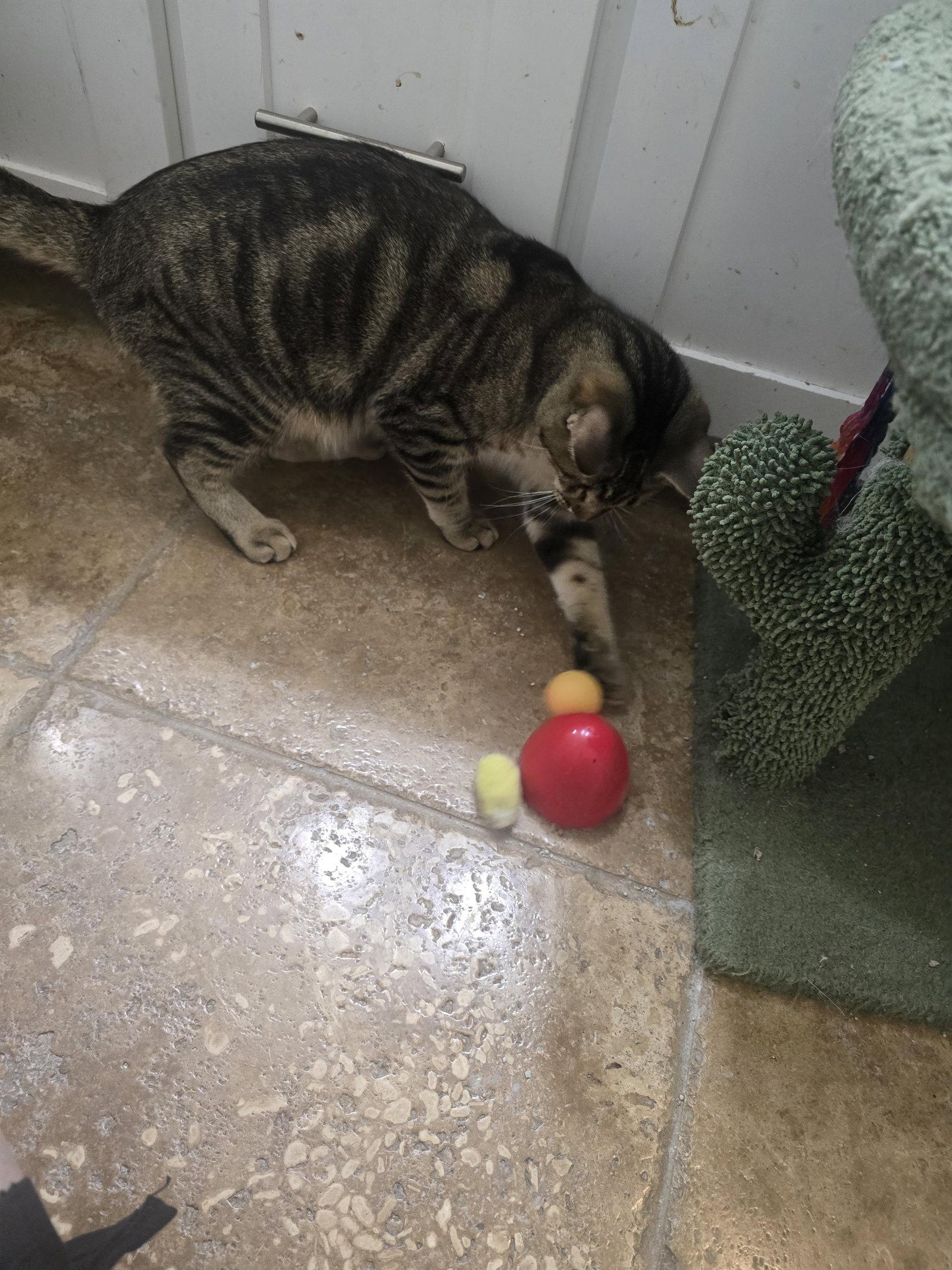Foxy, a Adoptable Domestic Short Hair in Glendale, AZ image 2/3