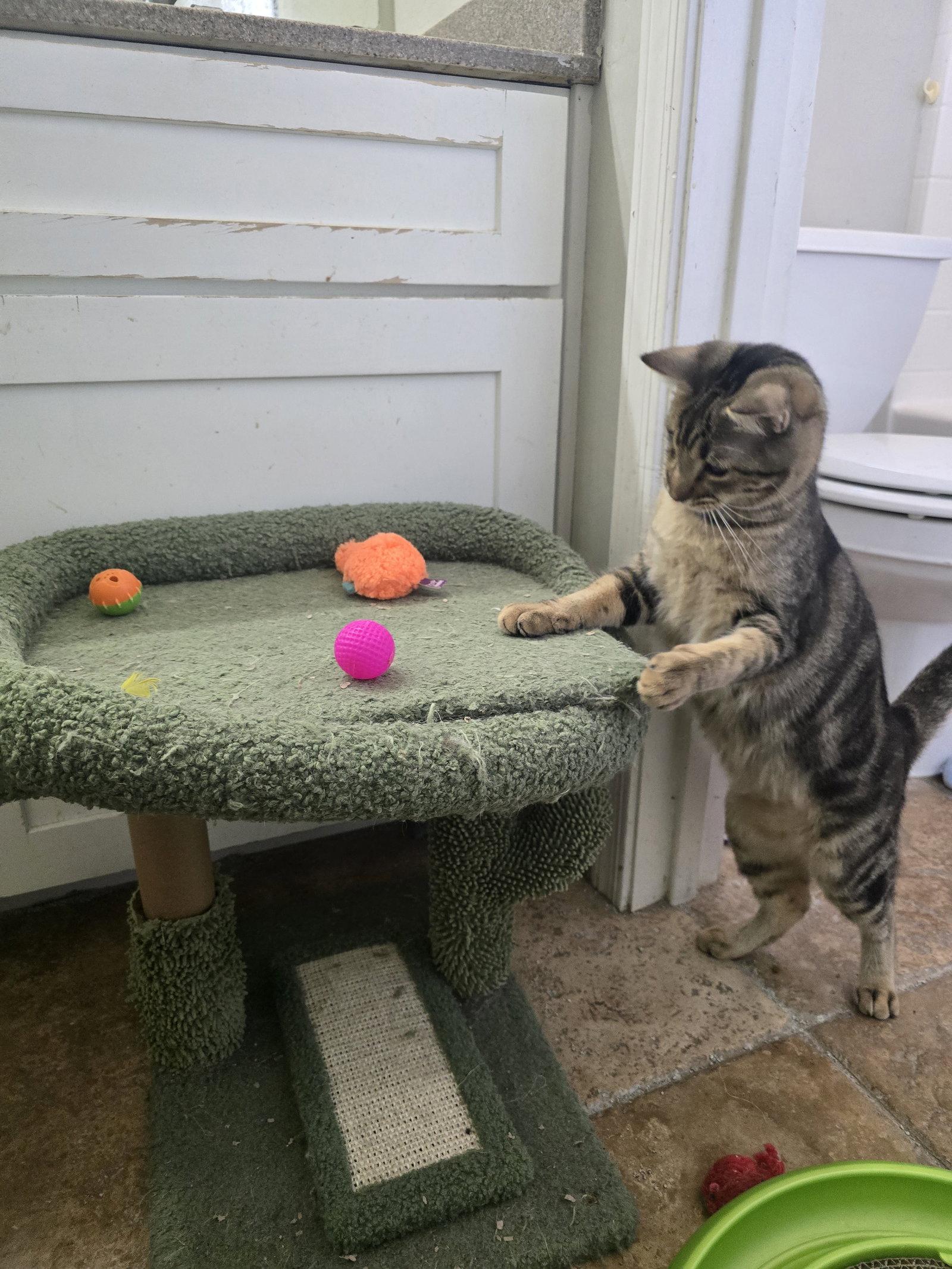 Foxy, a Adoptable Domestic Short Hair in Glendale, AZ image 3/3