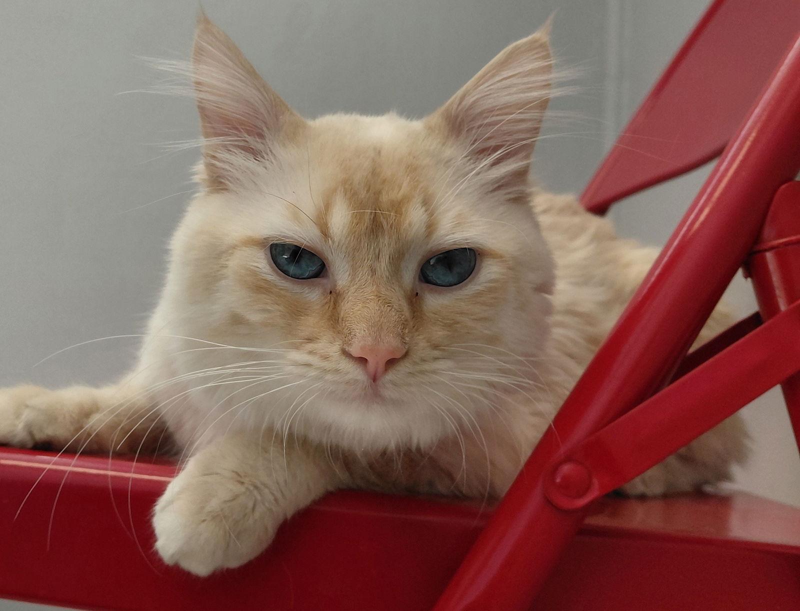 Frank @ The Cat's Brew, Adoptable, Adult Male Domestic Short Hair.