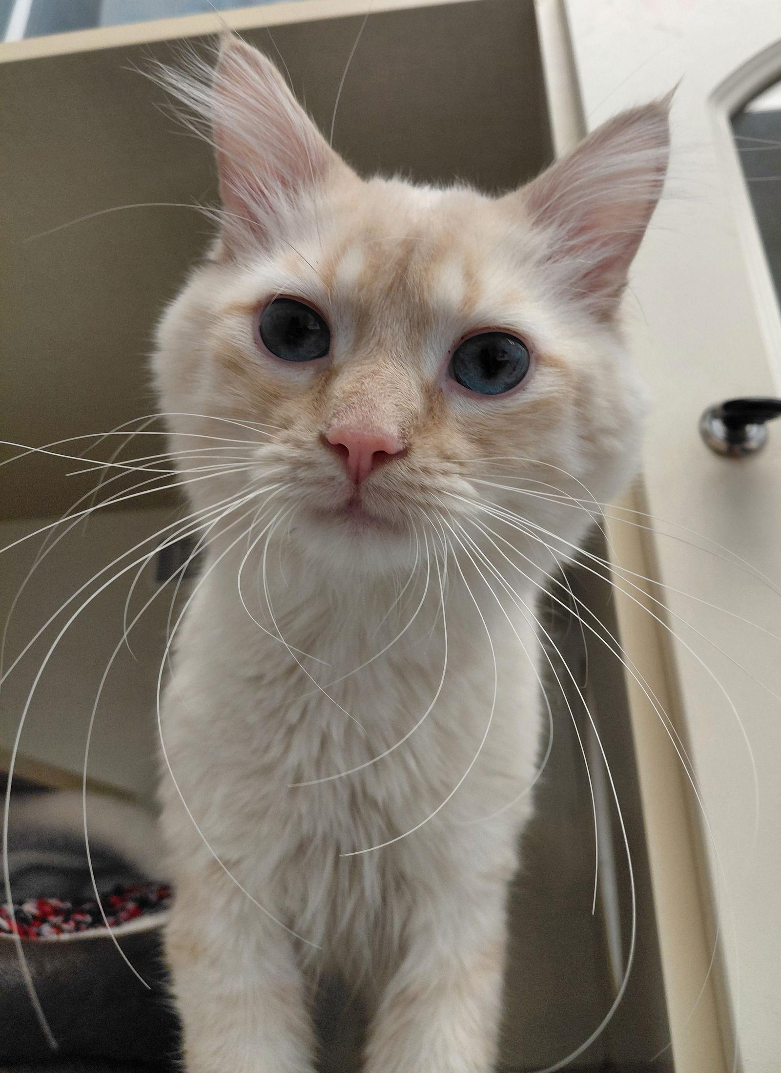 Enlarge Frank @ The Cat's Brew, a Adoptable Domestic Short Hair in Montello, WI image 2/3