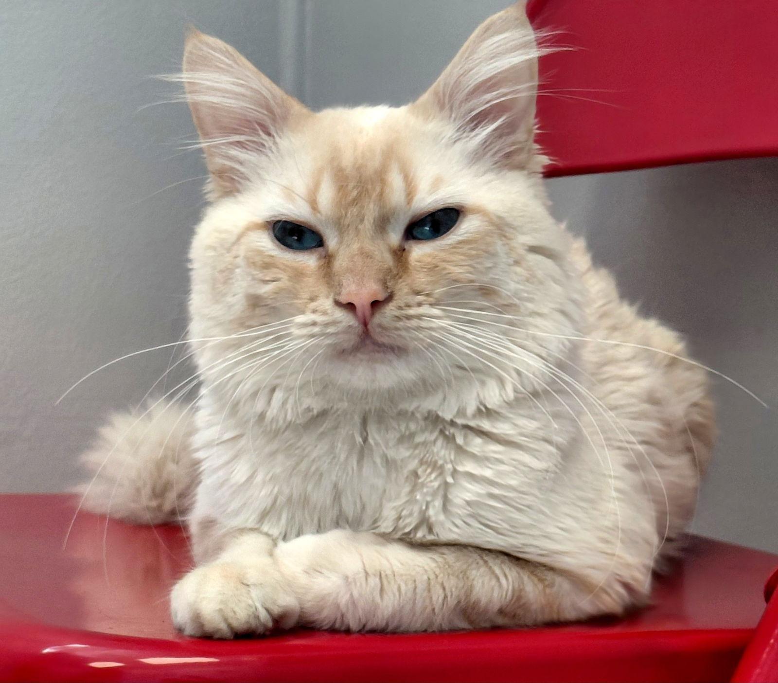 Enlarge Frank @ The Cat's Brew, a Adoptable Domestic Short Hair in Montello, WI image 3/3