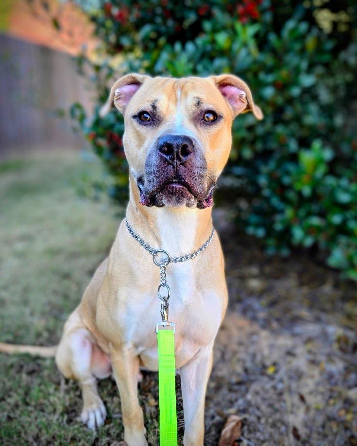 Caesar, Adoptable, Young Male Mastiff.