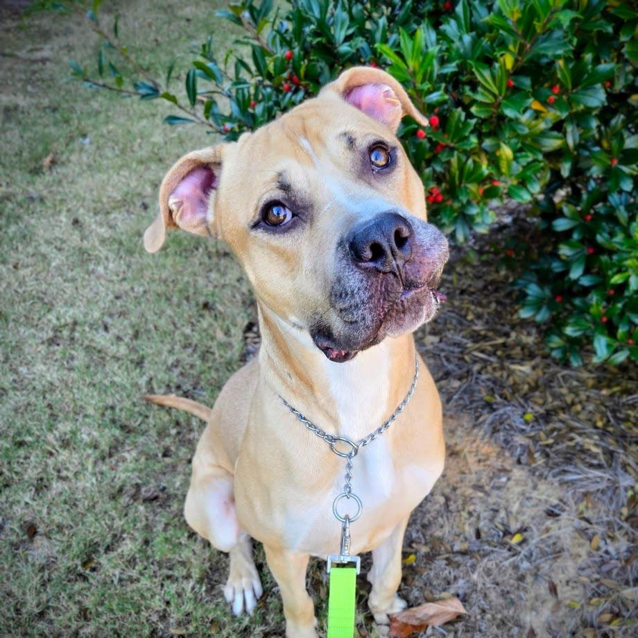 Enlarge Caesar, a Adoptable Mastiff in Douglasville, GA image 2/3