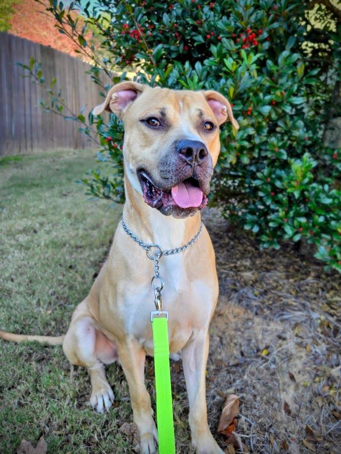 Enlarge Caesar, a Adoptable Mastiff in Douglasville, GA image 3/3