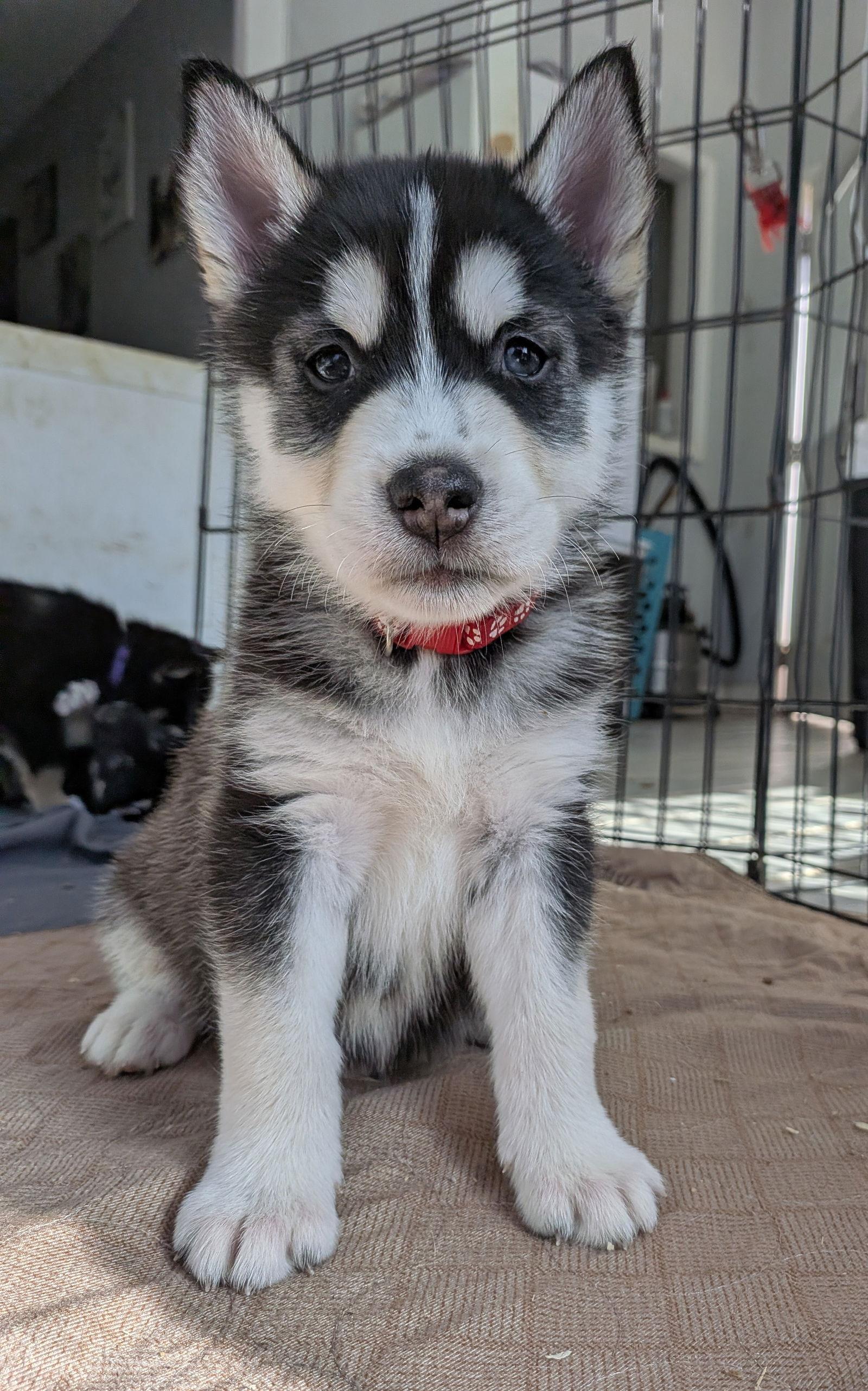 Gooseberry, Adoptable, Puppy Male Shepherd & Husky.