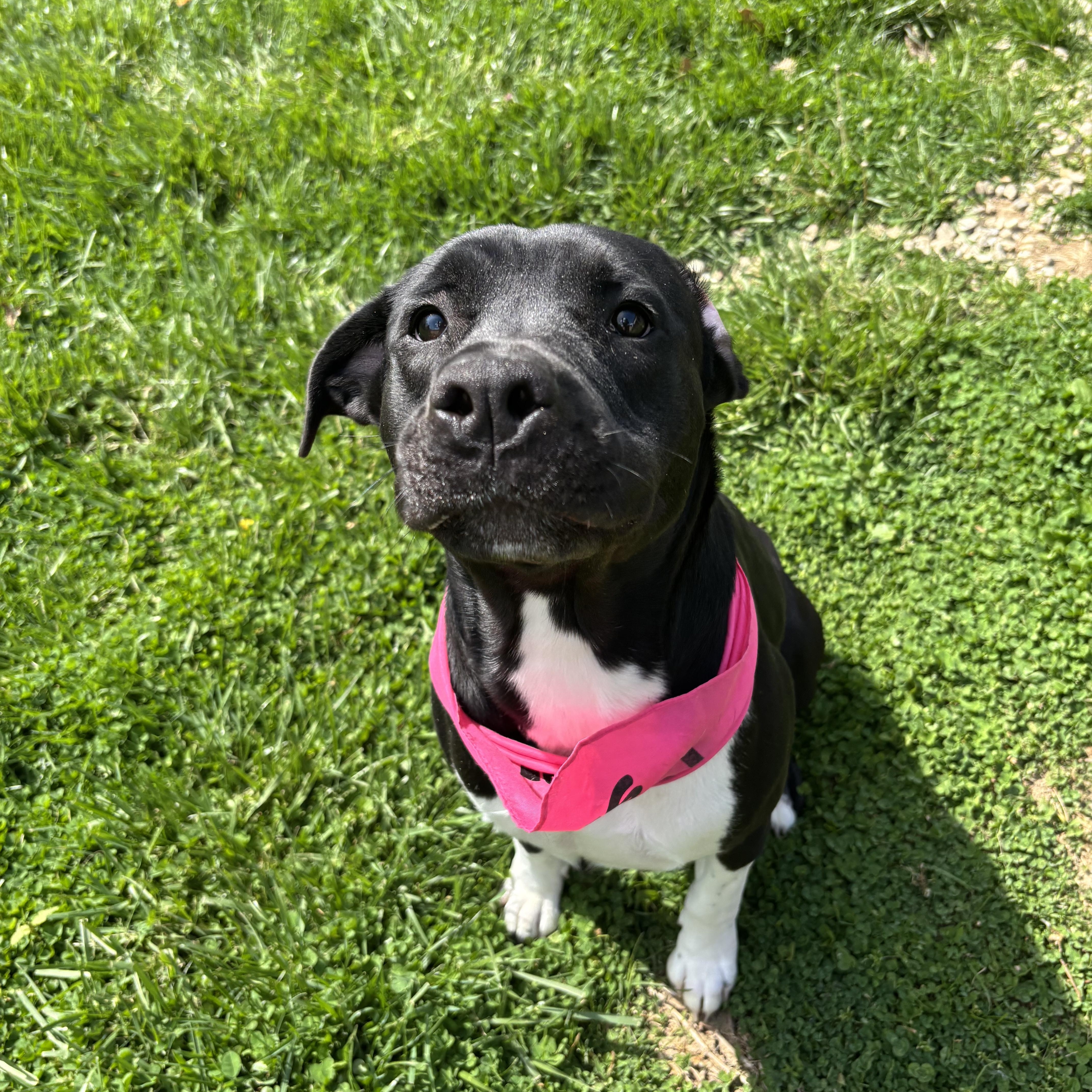 Enlarge Eve, a ADOPTABLE mixed breed in Circleville, OH image 1/5