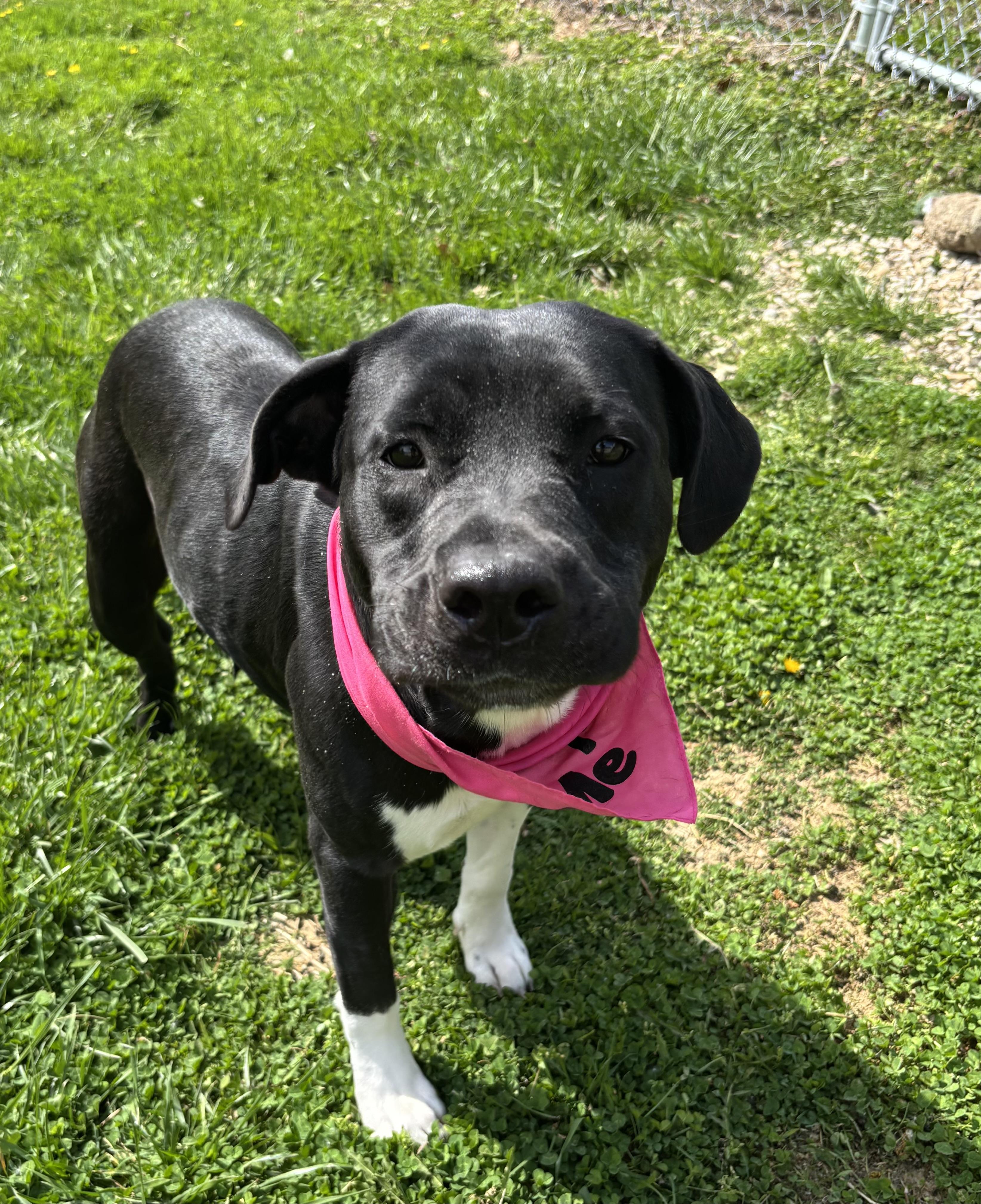 Enlarge Eve, a ADOPTABLE mixed breed in Circleville, OH image 3/5