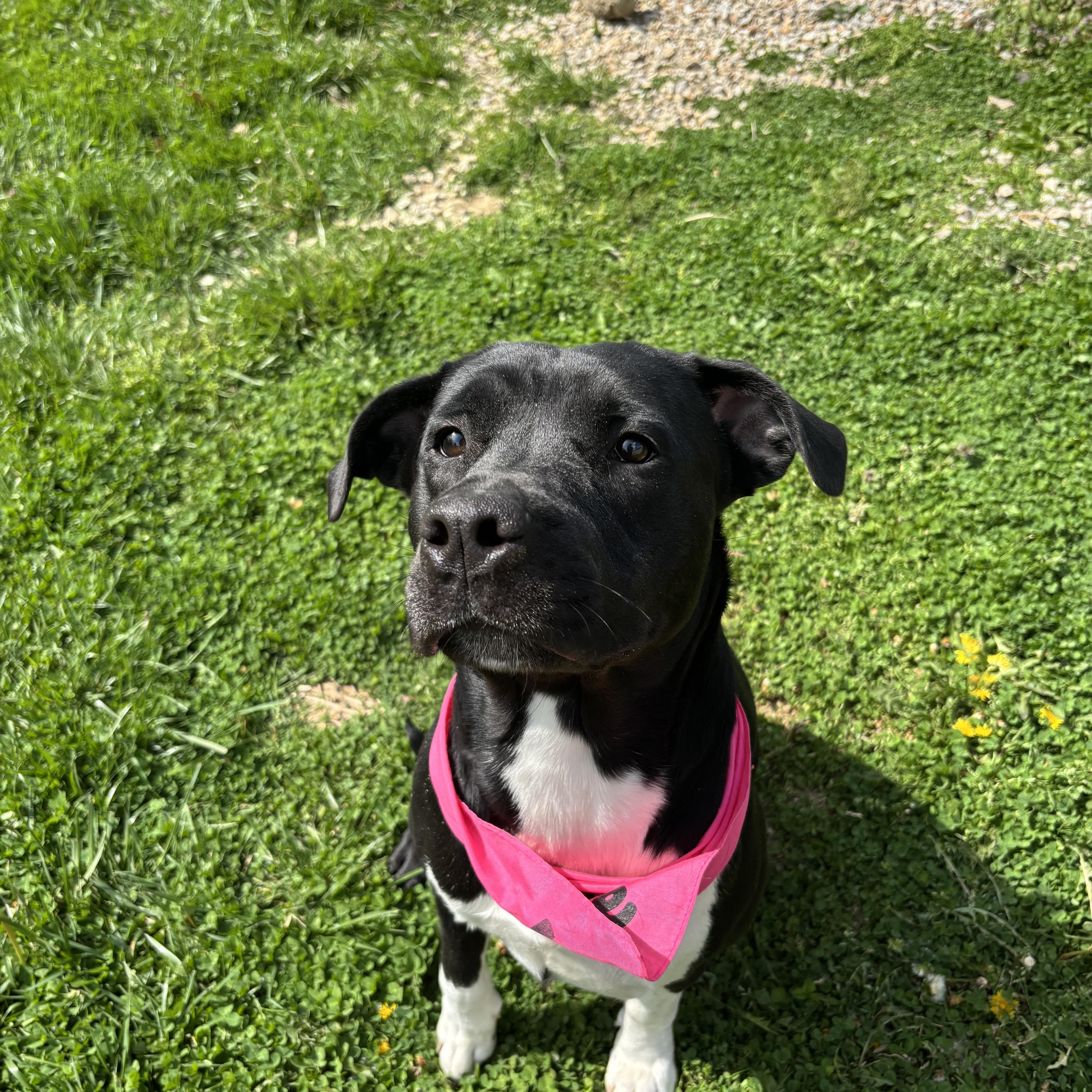 Enlarge Eve, a ADOPTABLE mixed breed in Circleville, OH image 2/5