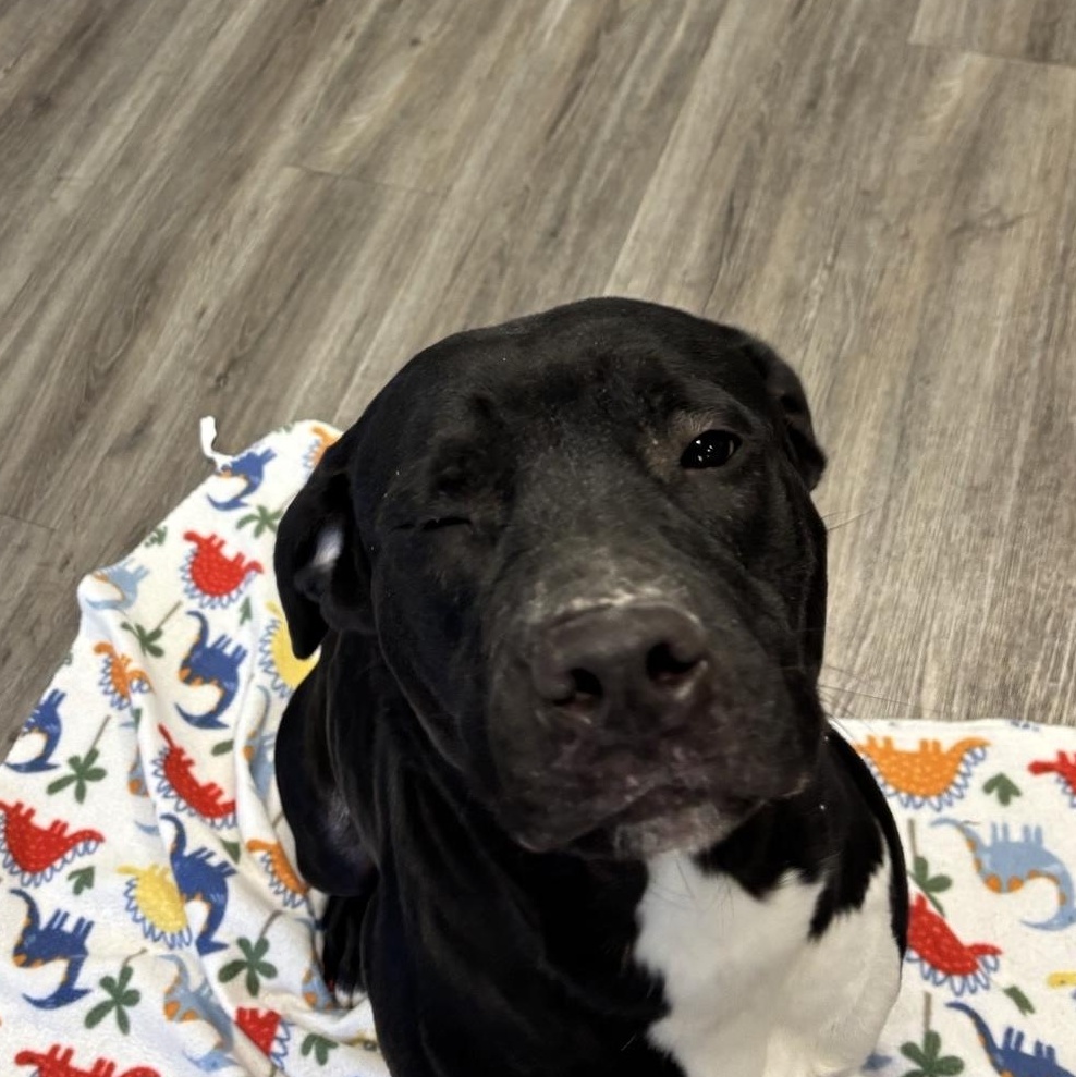 Enlarge Eve, a ADOPTABLE mixed breed in Circleville, OH image 1/1