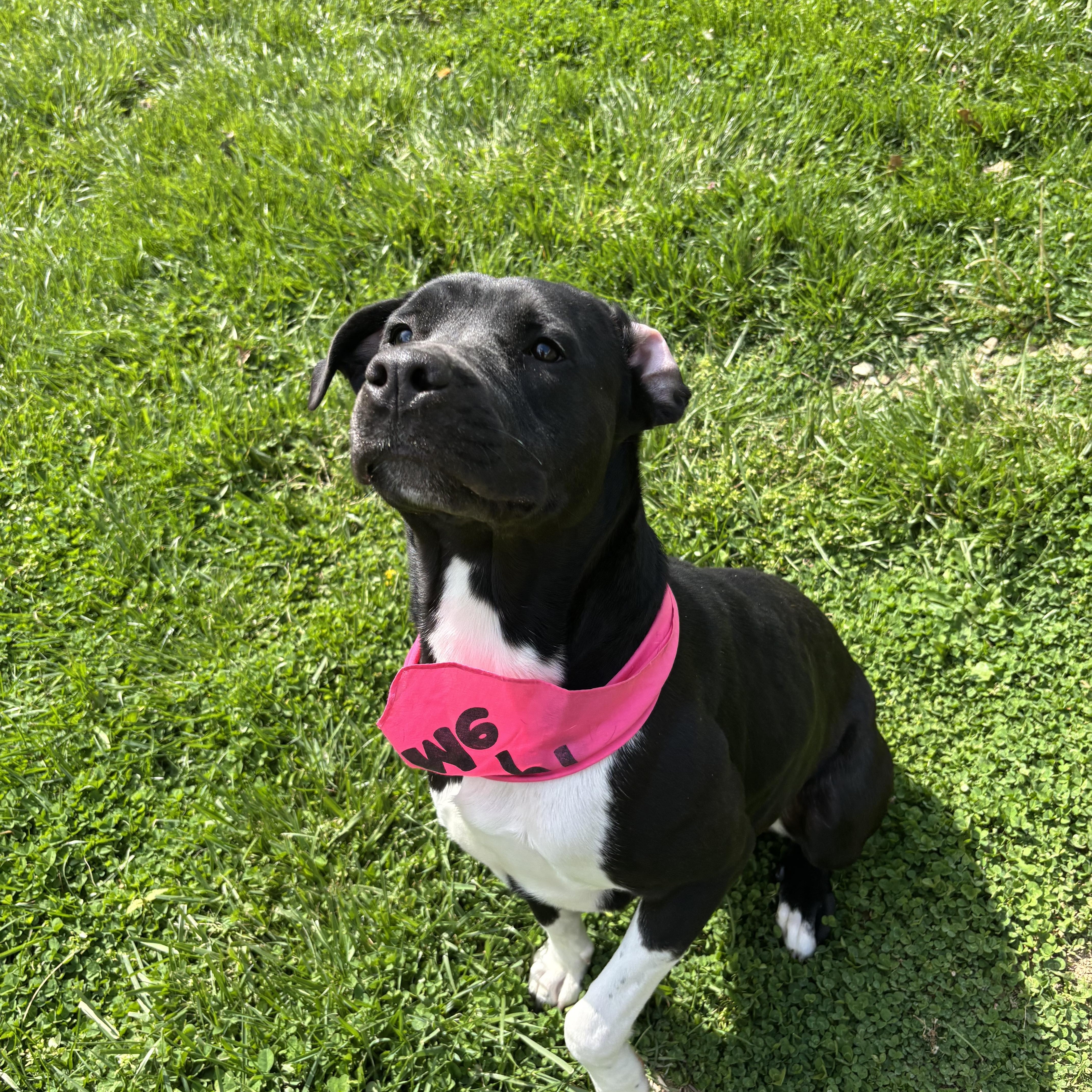 Enlarge Eve, a ADOPTABLE mixed breed in Circleville, OH image 5/5