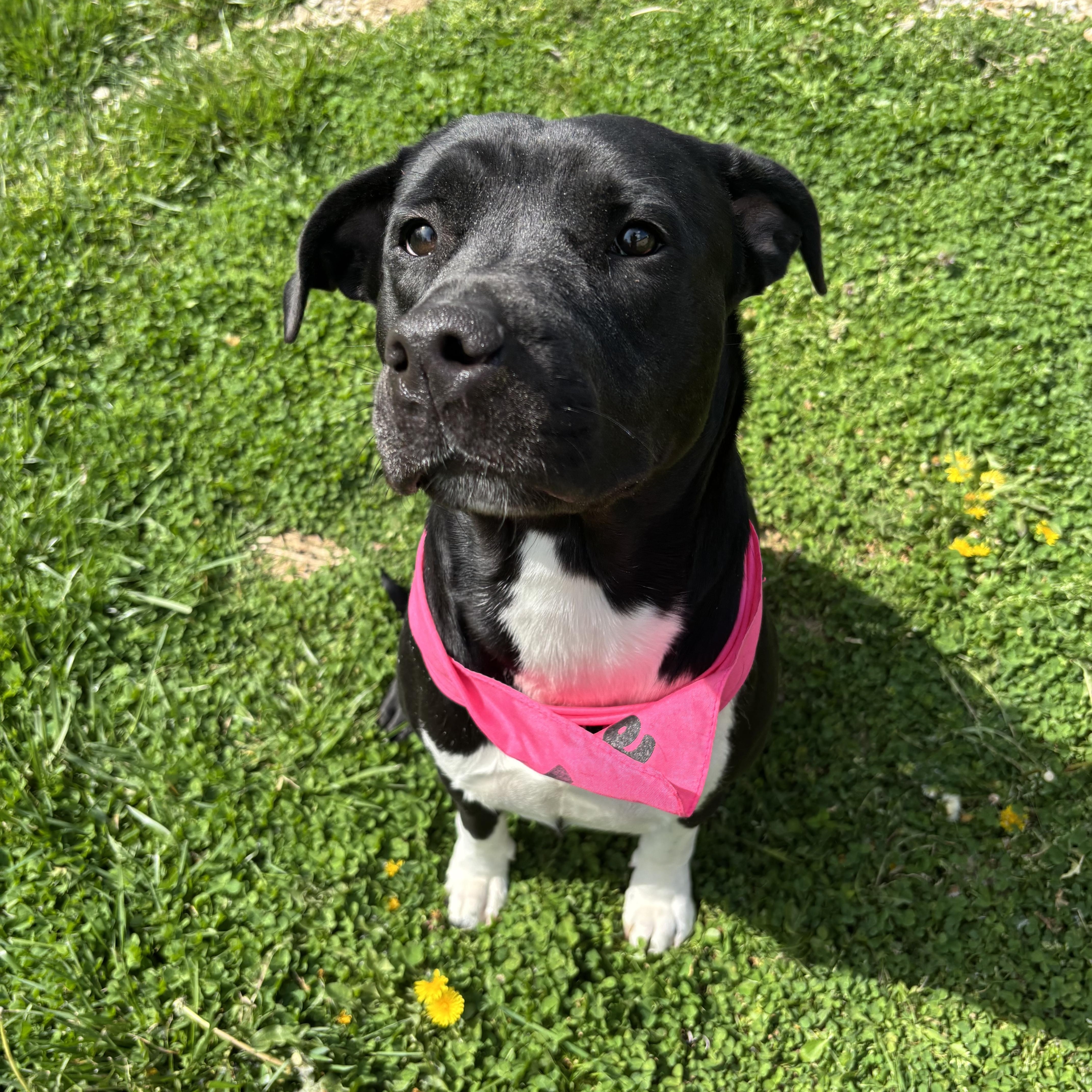 Enlarge Eve, a ADOPTABLE mixed breed in Circleville, OH image 4/5