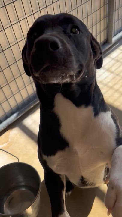Enlarge Eve, a ADOPTABLE mixed breed in Circleville, OH video 2/6