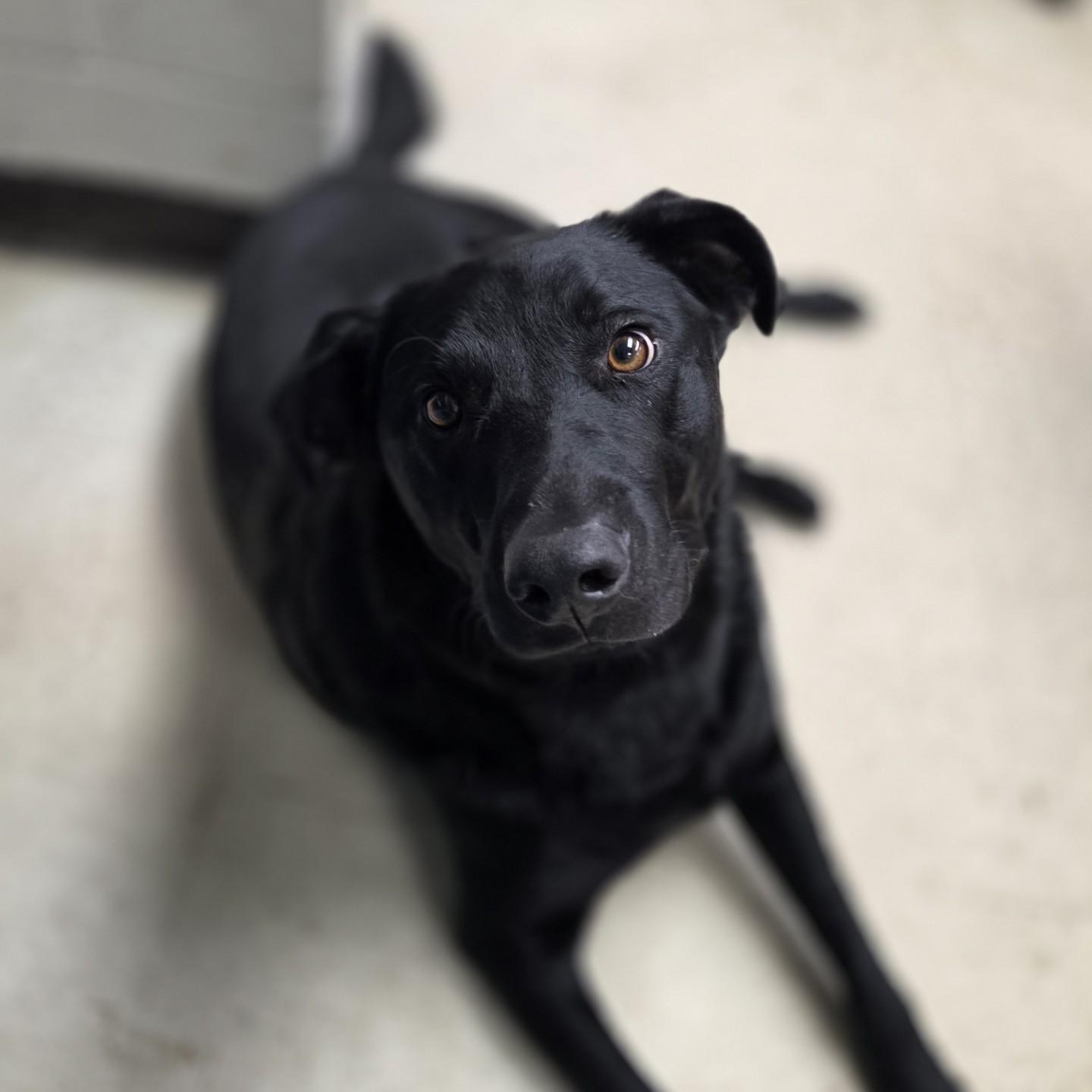 Enlarge Nick, a Adoptable Black Labrador Retriever in Madison, MS image 2/2