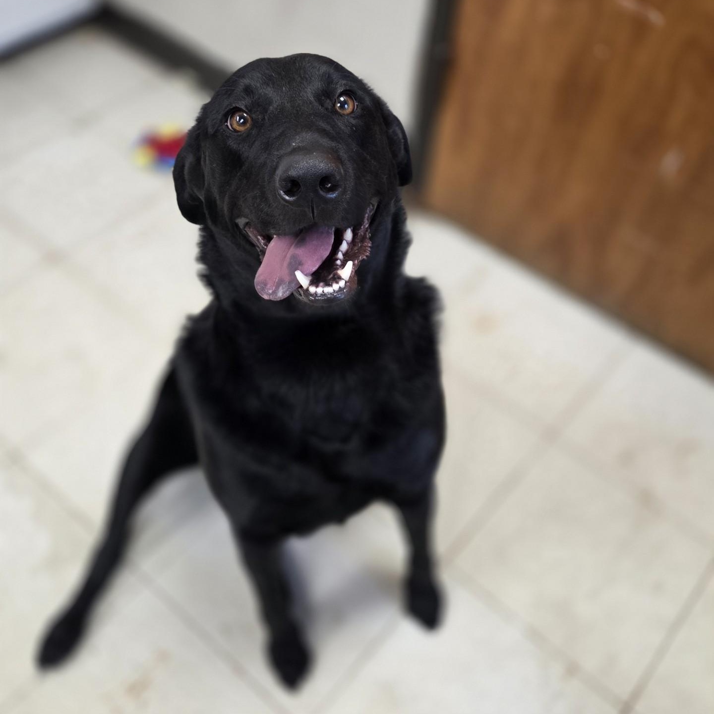 Enlarge Nick, a Adoptable Black Labrador Retriever in Madison, MS image 1/2