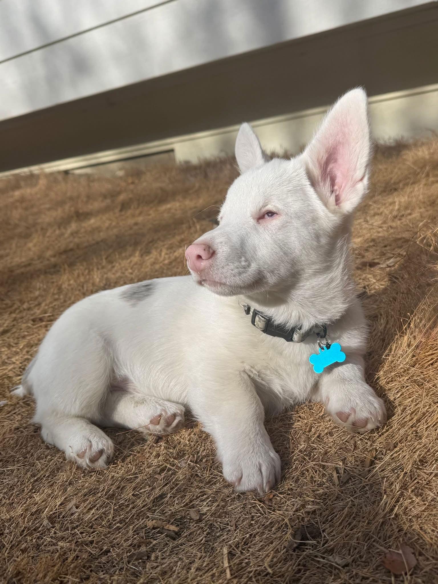 Bilbo, Adoptable, Young Male Corgi.