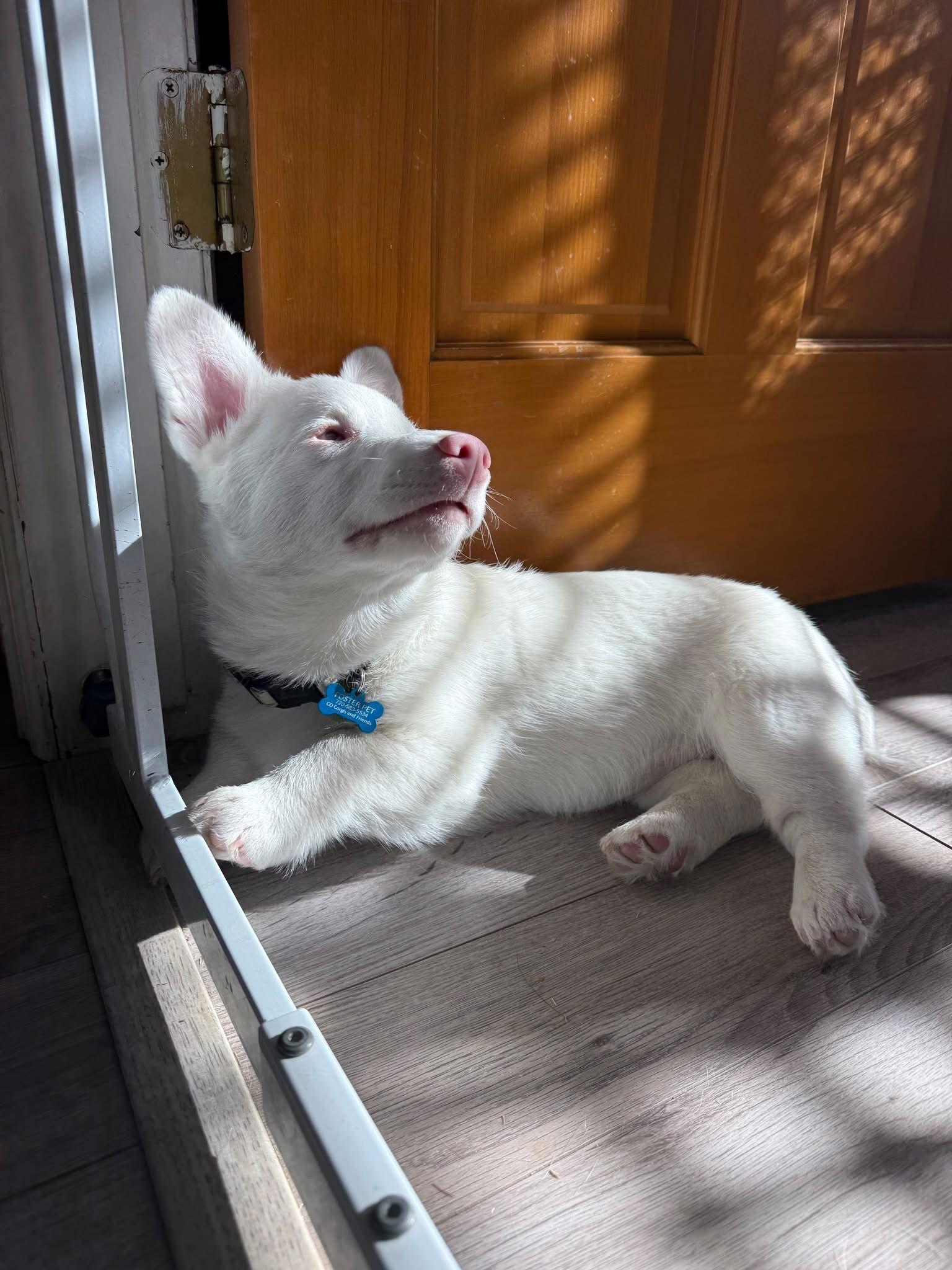 Enlarge Bilbo, a Adoptable Corgi in Denver, CO image 2/3