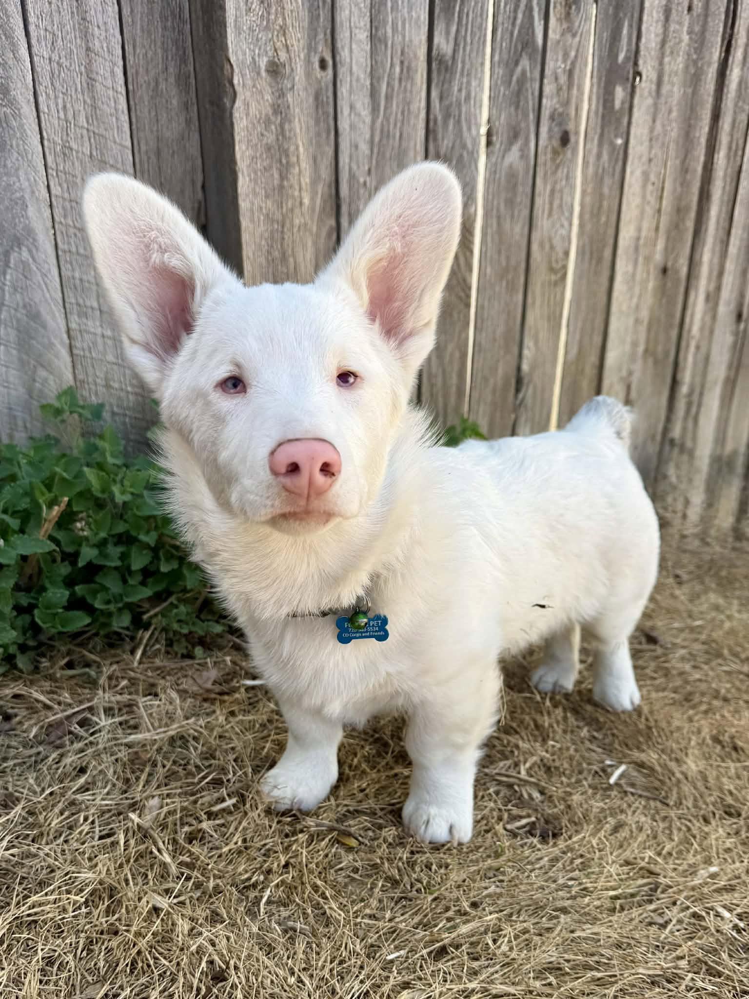 Enlarge Bilbo, a Adoptable Corgi in Denver, CO image 3/3