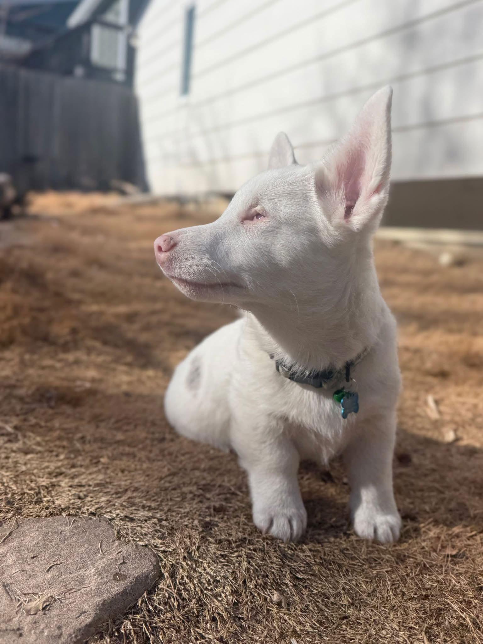 Enlarge Bilbo, a Adoptable Corgi in Denver, CO image 3/3