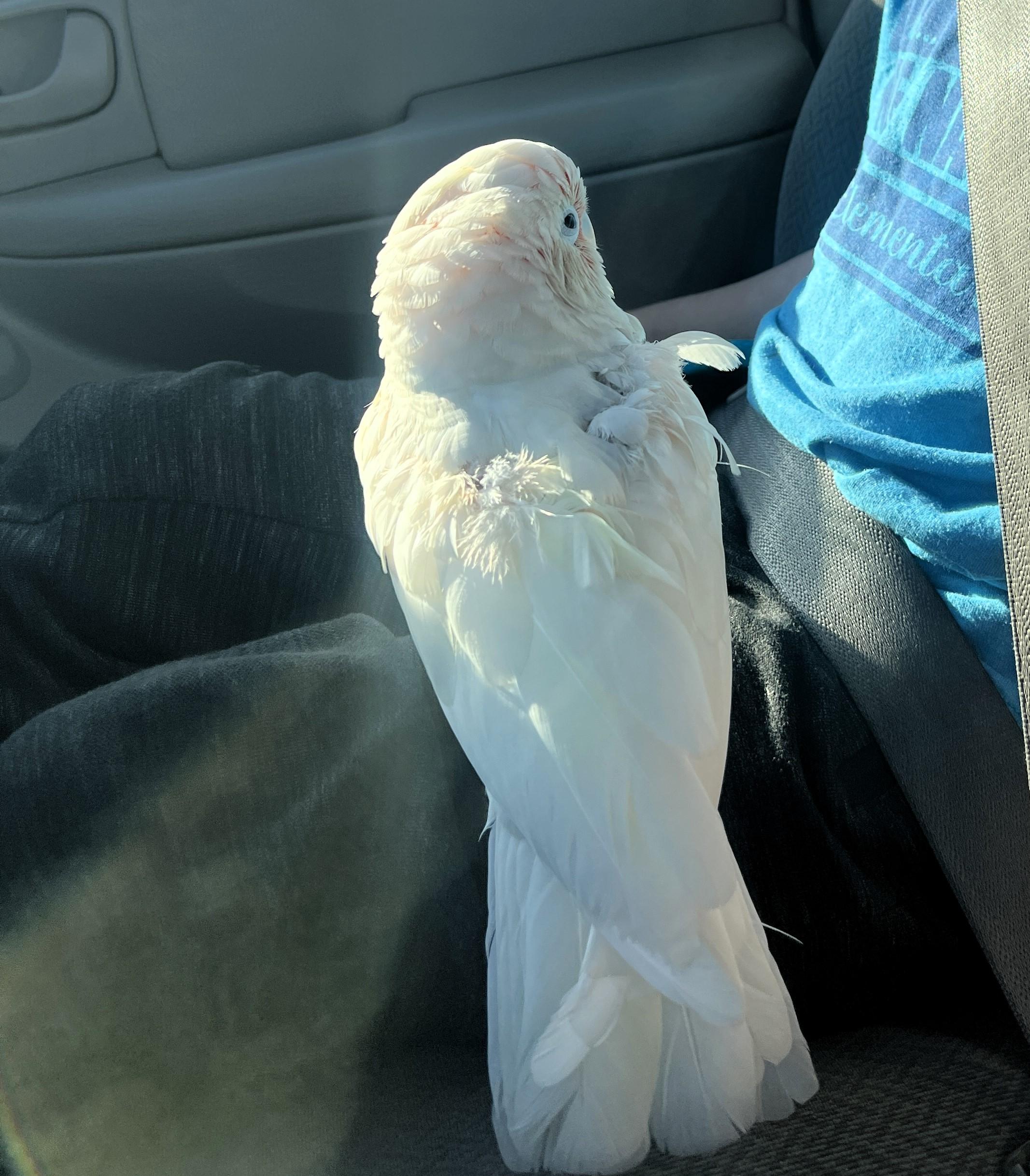Enlarge Migo, an adoptable Cockatoo in Lenexa, KS image 1/3