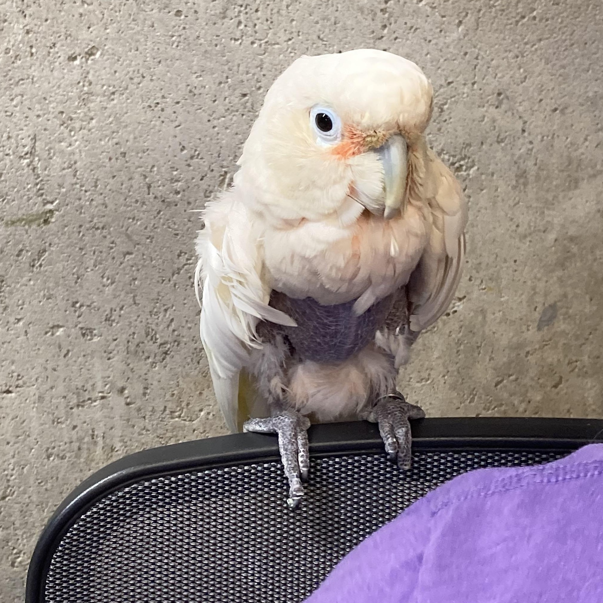 Migo, Adoptable, Adult Male Cockatoo.