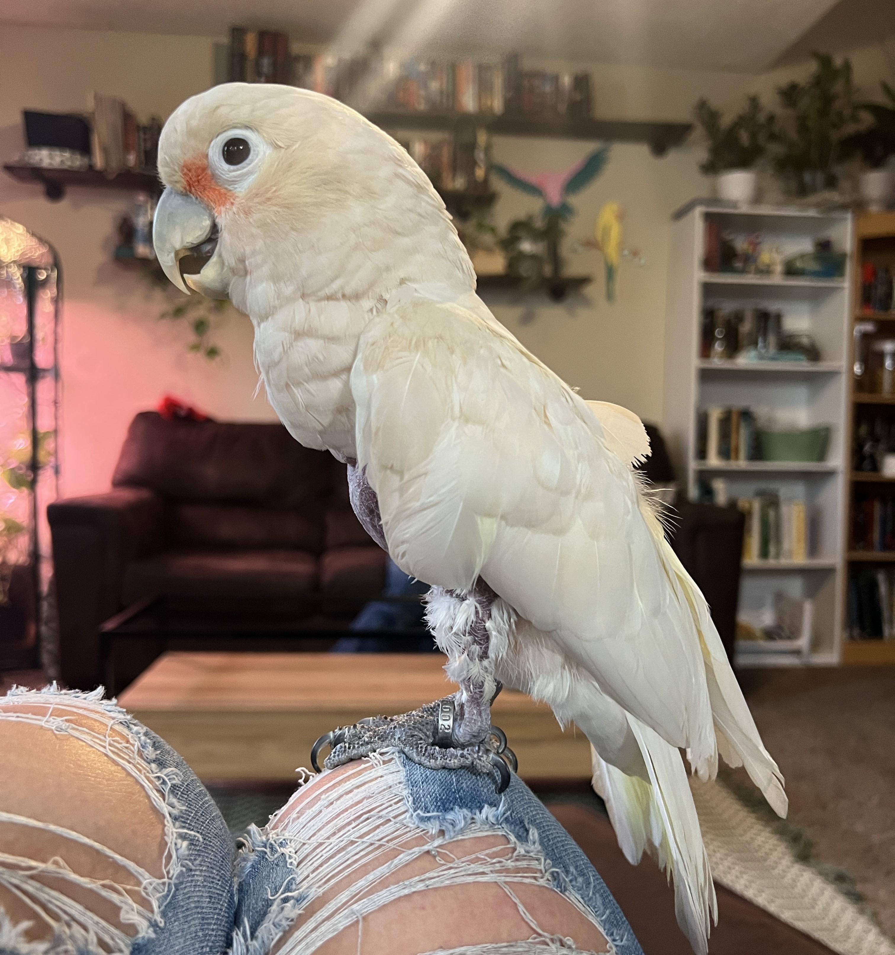 Enlarge Migo, an adoptable Cockatoo in Lenexa, KS image 3/3