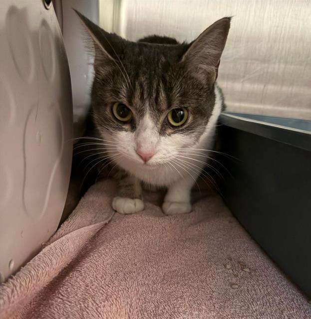 SAM, Adoptable, Young Female Domestic Short Hair.