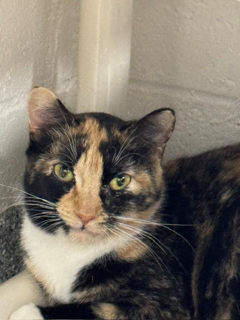 ROBIN, Adoptable, Young Female Domestic Short Hair.
