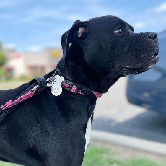 Enlarge Rosie, a Adoptable mixed breed in Oklahoma City, OK image 10/13