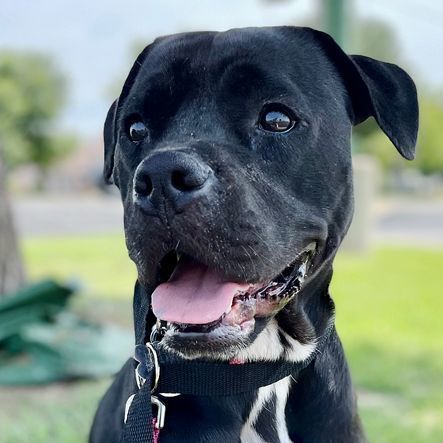 Enlarge Rosie, a Adoptable mixed breed in Oklahoma City, OK image 11/13