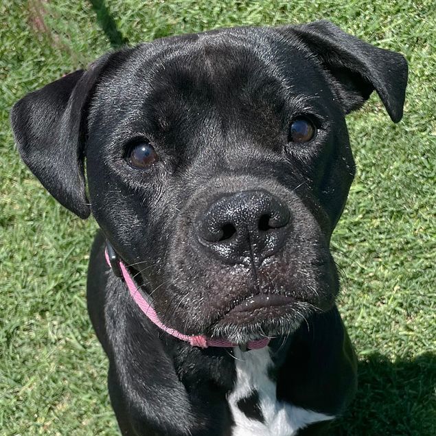 Rosie, a Adoptable mixed breed in Oklahoma City, OK image 1/13