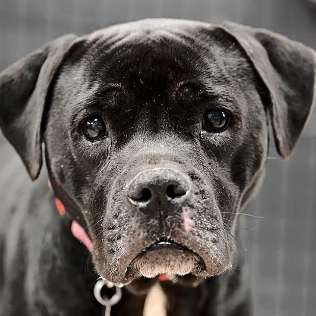 Enlarge Rosie, a Adoptable mixed breed in Oklahoma City, OK image 12/13