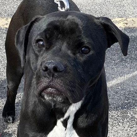 Enlarge Rosie, a Adoptable mixed breed in Oklahoma City, OK image 13/13