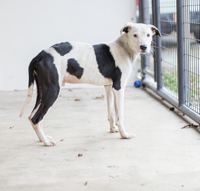 Enlarge Biggie, a ADOPTABLE mixed breed in Elizabethtown, NC image 2/2