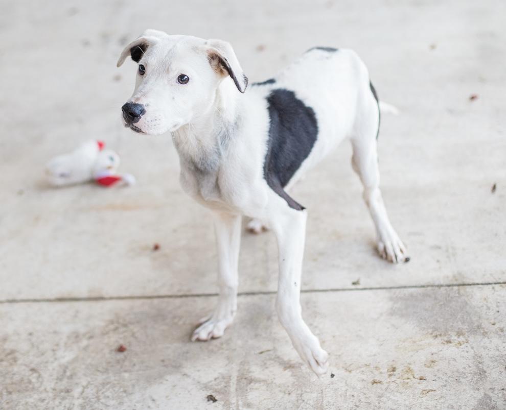 Enlarge Biggie, a ADOPTABLE mixed breed in Elizabethtown, NC image 1/2