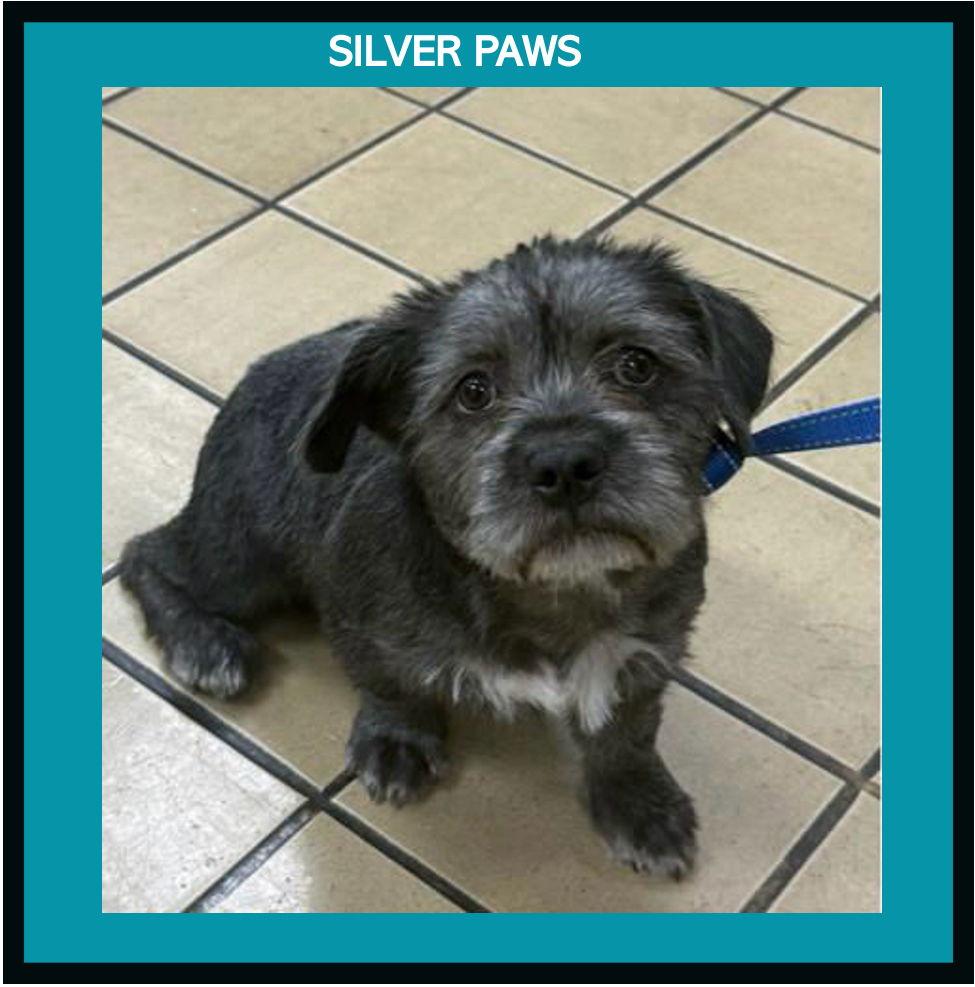 Bella, a Adoptable Terrier in Royal Palm Beach, FL image 1/2