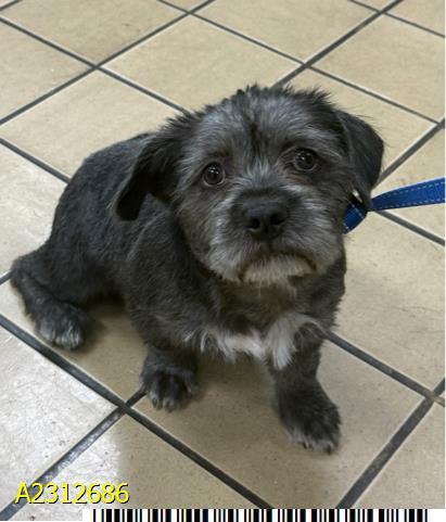 Bella, a Adoptable Terrier in Royal Palm Beach, FL image 2/2