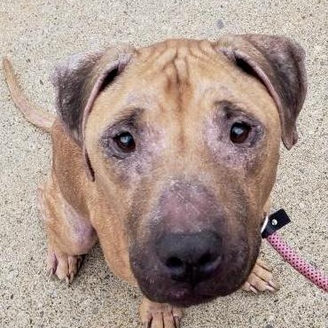Enlarge Caroline, an adopted mixed breed in Buffalo, NY image 4/5