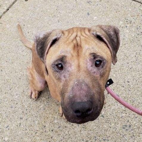 Caroline, adopted, Senior Female Pit Bull Terrier.