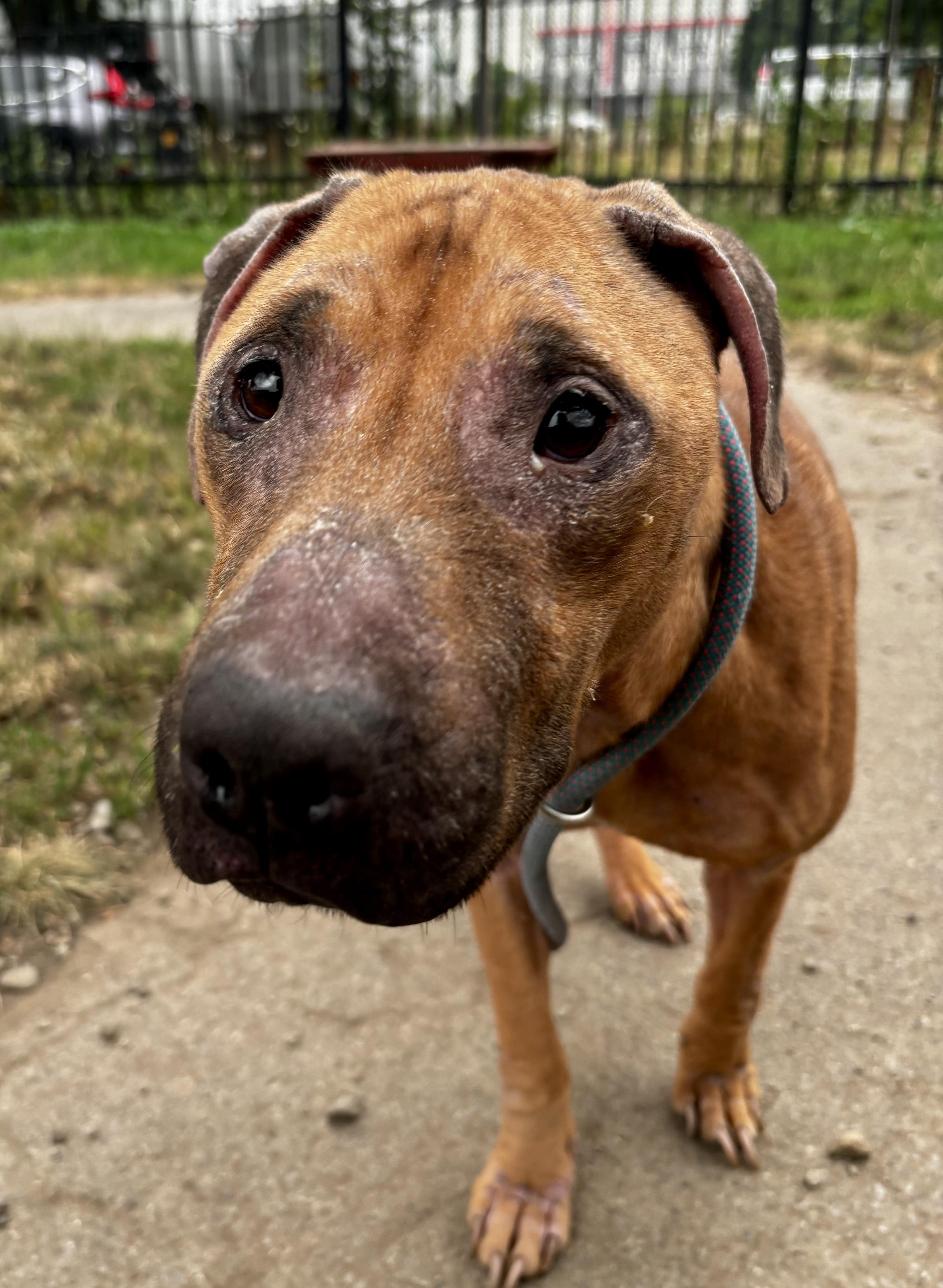 Enlarge Caroline, an adopted mixed breed in Buffalo, NY image 3/5