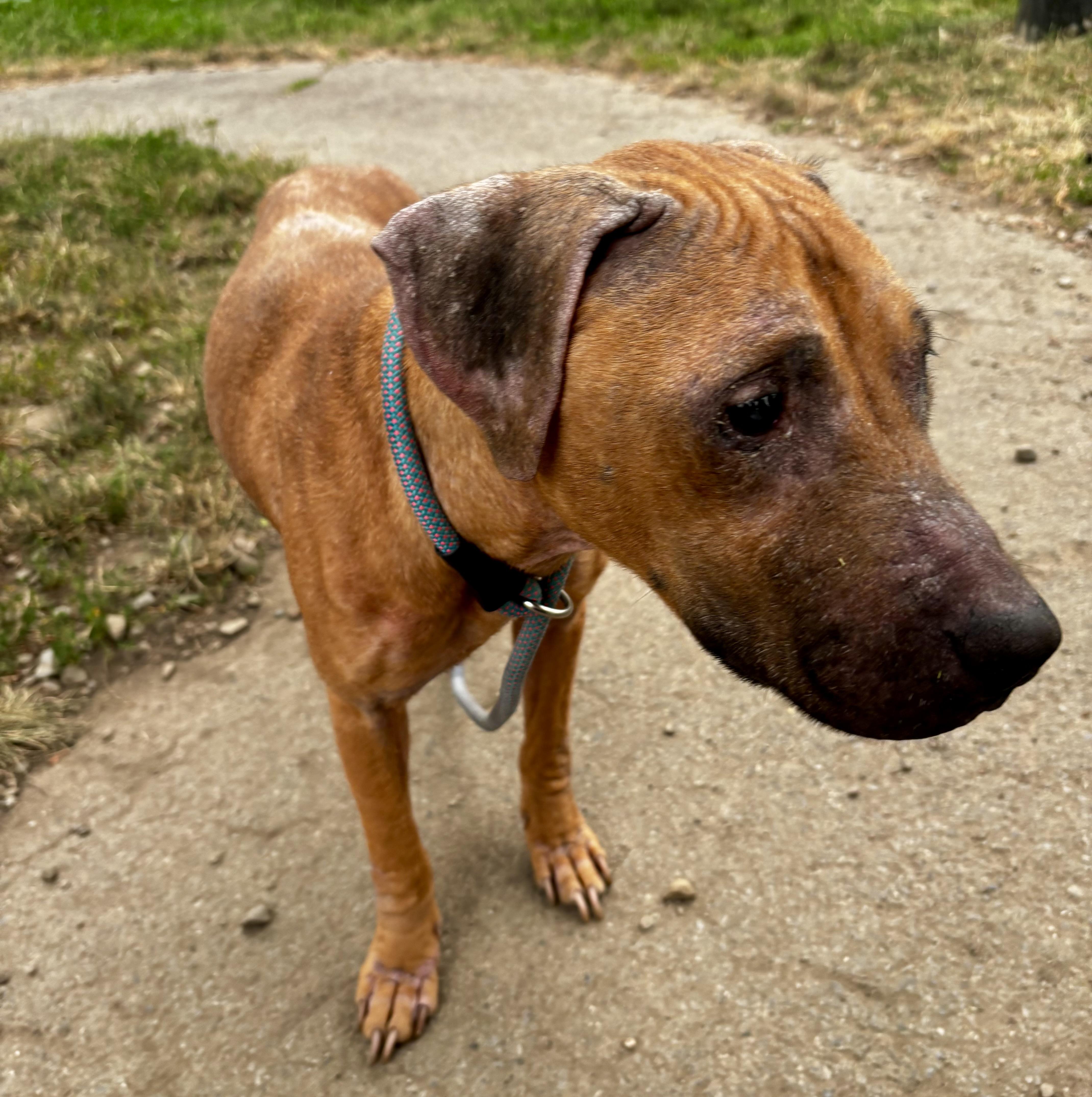 Enlarge Caroline, an adopted mixed breed in Buffalo, NY image 5/5