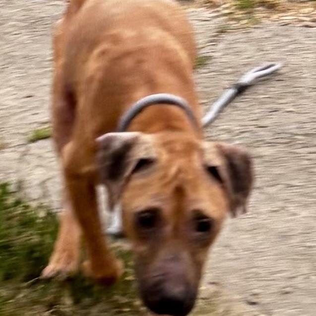 Enlarge Caroline, an adopted mixed breed in Buffalo, NY image 2/5