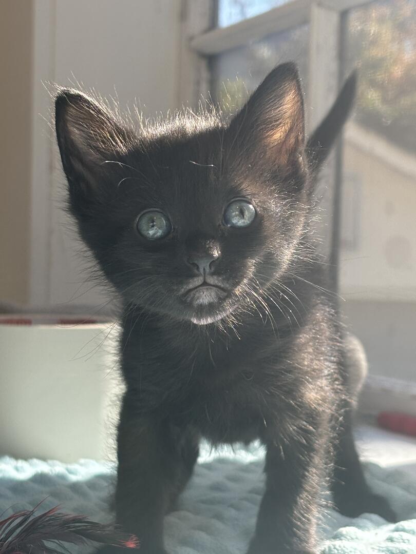 Lurch, a Adoptable Domestic Short Hair in Langley, BC image 1/3